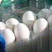 International Standards - eggs meeting global quality standards